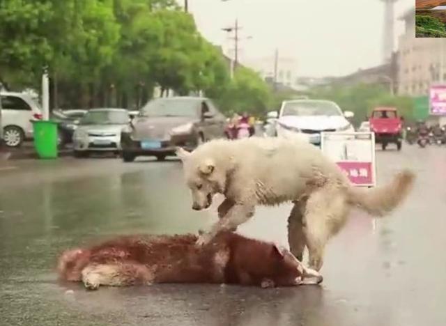 【爱游戏（ayx）中国官方网站】2017