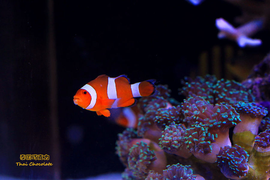 专业成长、未来可期——365幼教·岱下明珠幼儿园教师学习培训：ayx官方网站