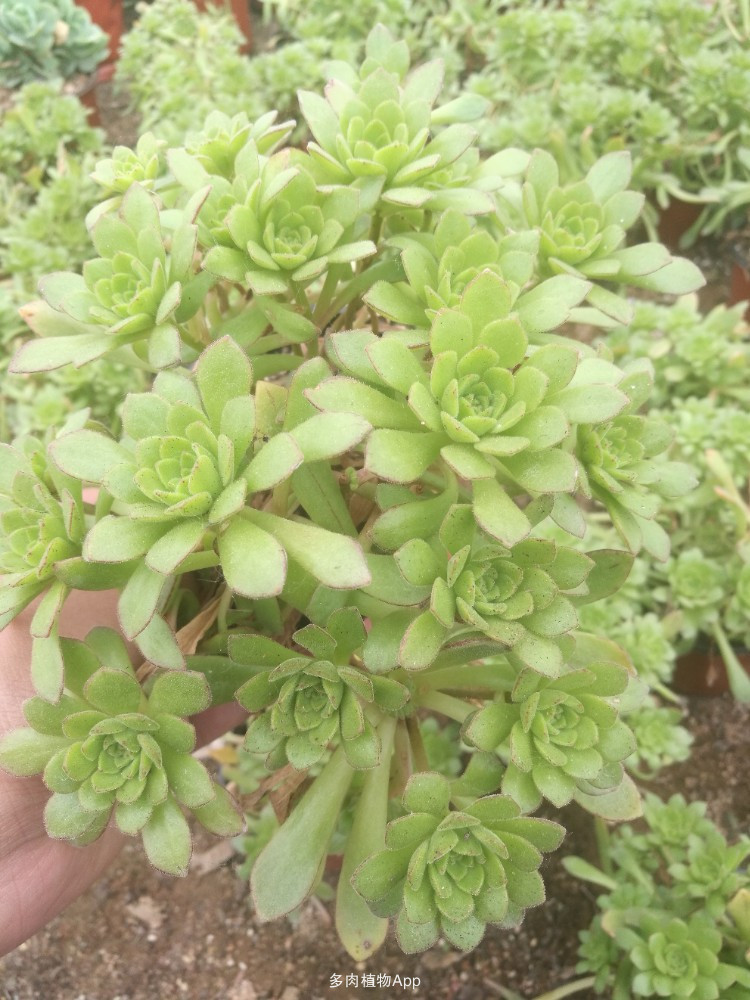 北辰实业：成功发行6亿元公司债券 票面利率4.17%|ayx官网