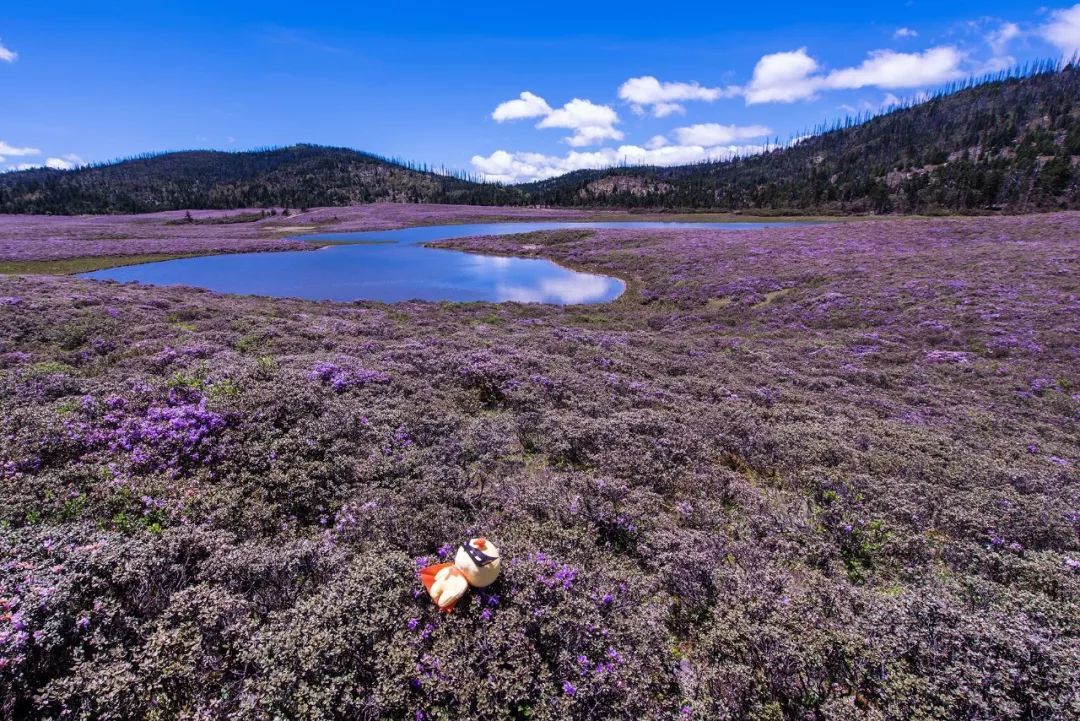 蚕宝宝养成记|ayx官网