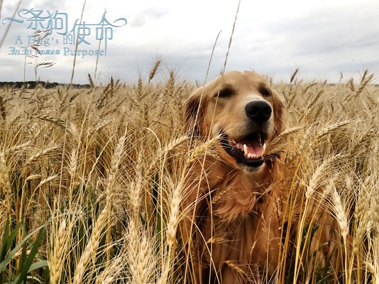 瑞幸咖啡招股价区间定为15-17美元 IPO最高融资6.37亿美元-ayx官方网