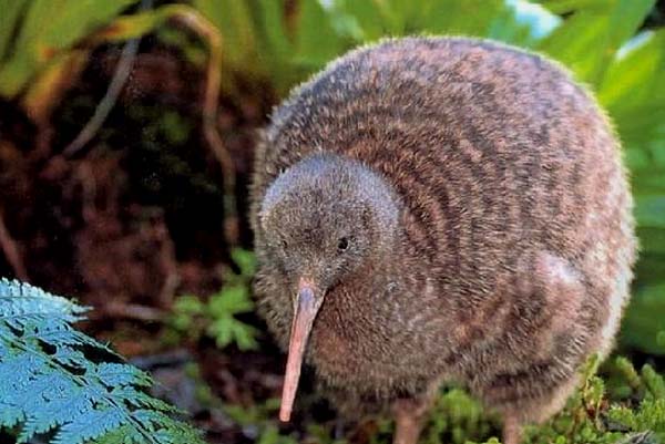 “爱游戏（ayx）中国官方网站”监管层排查投资型财险 暂停非寿险投资型产品