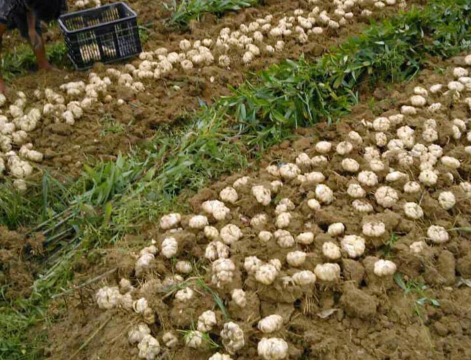 爱游戏（ayx）中国官方网站|河南大学获全国武术套路冠军赛冠军