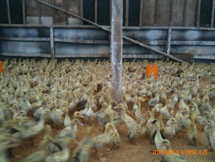 爱游戏（ayx）中国官方网站