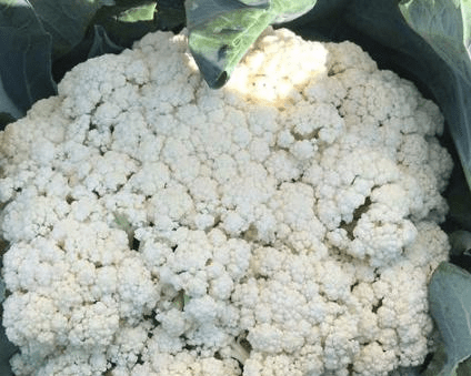 买花菜 “散花”和“紧花”区别很大 教你怎样挑选 别再买错了【爱游戏(ayx)中国官方网站】(图3)
买花菜 “散花”和“紧花”区别很大 教你怎样挑选 别再买错了【爱游戏(ayx)中国官方网站】(图3)