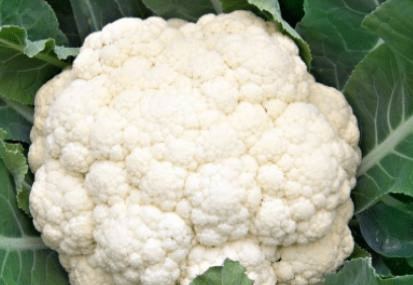 买花菜 “散花”和“紧花”区别很大 教你怎样挑选 别再买错了【爱游戏(ayx)中国官方网站】(图5)
买花菜 “散花”和“紧花”区别很大 教你怎样挑选 别再买错了【爱游戏(ayx)中国官方网站】(图5)